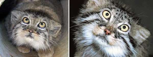 Shangrala's World's Most Expressive Cat