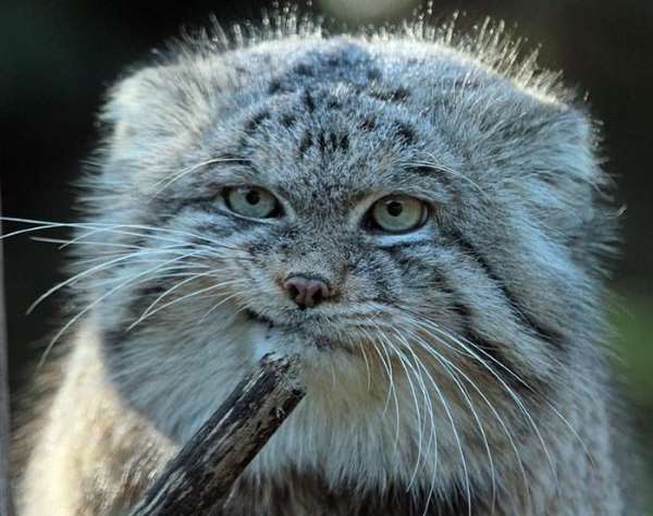 Shangrala's World's Most Expressive Cat