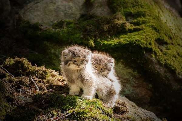 Shangrala's World's Most Expressive Cat