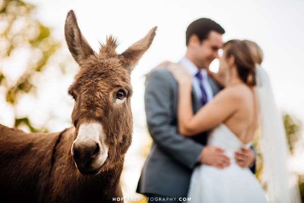 Shangrala's Uninvited Wedding Guests