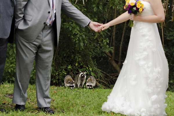 Shangrala's Uninvited Wedding Guests