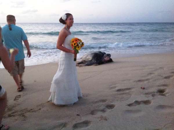 Shangrala's Uninvited Wedding Guests