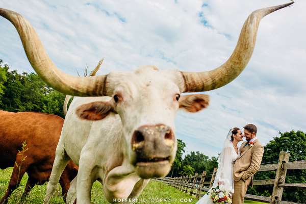 Shangrala's Uninvited Wedding Guests