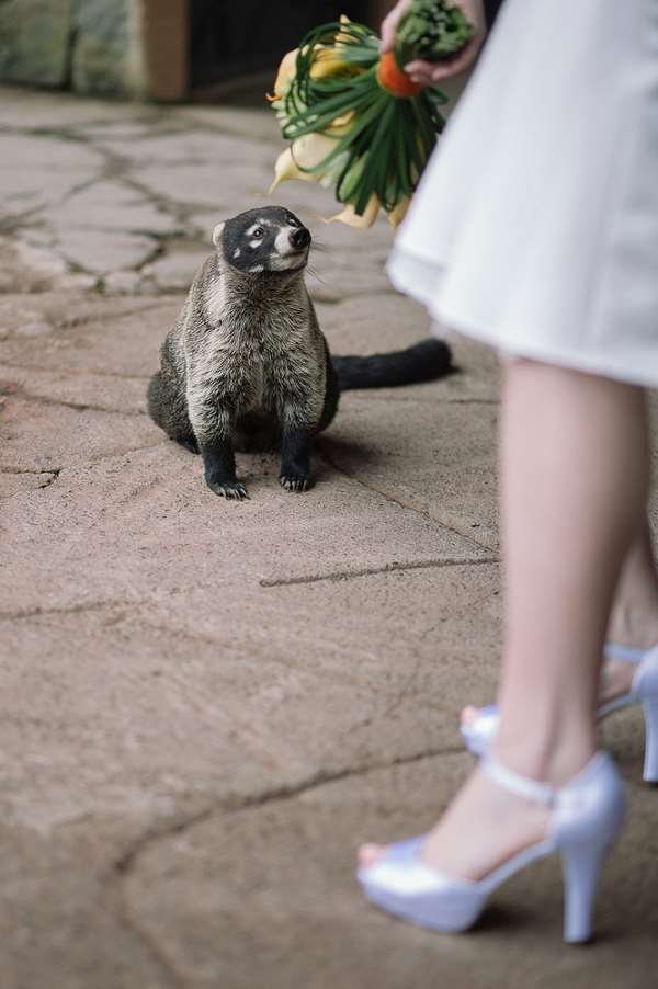 Shangrala's Uninvited Wedding Guests