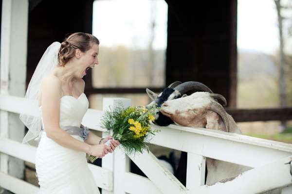 Shangrala's Uninvited Wedding Guests