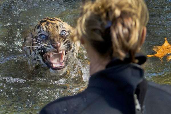 Shangrala's Incredible Wildlife Photos 3