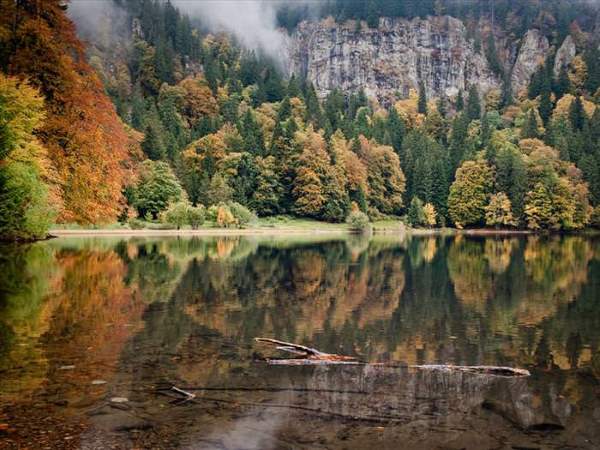 Shangrala's Mysterious Black Forest