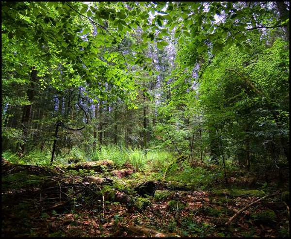 Shangrala's Mysterious Black Forest