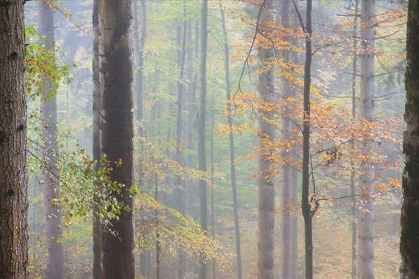 Shangrala's Mysterious Black Forest