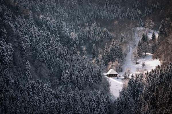 Shangrala's Mysterious Black Forest