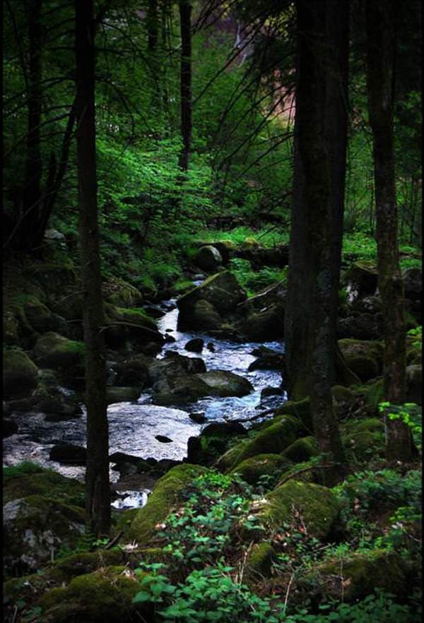 Shangrala's Mysterious Black Forest