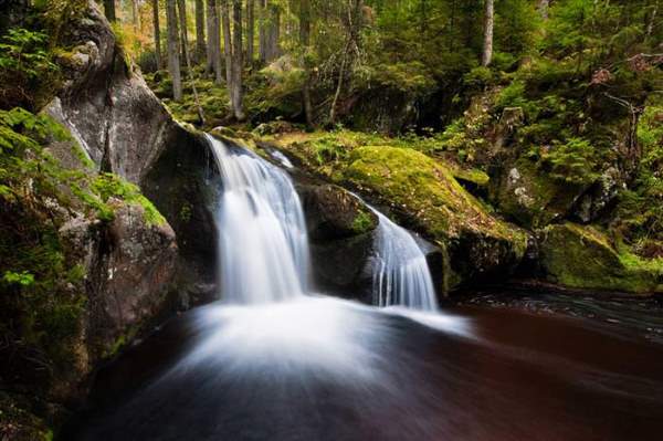 Shangrala's Mysterious Black Forest