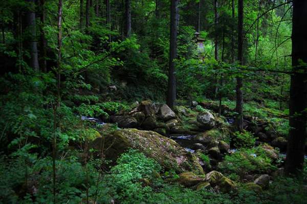 Shangrala's Mysterious Black Forest