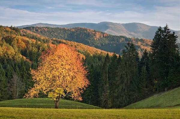 Shangrala's Mysterious Black Forest