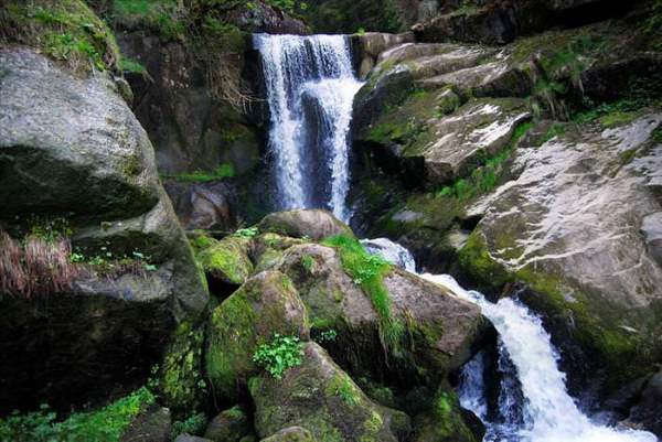 Shangrala's Mysterious Black Forest