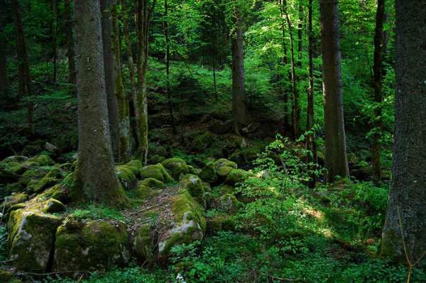 Shangrala's Mysterious Black Forest