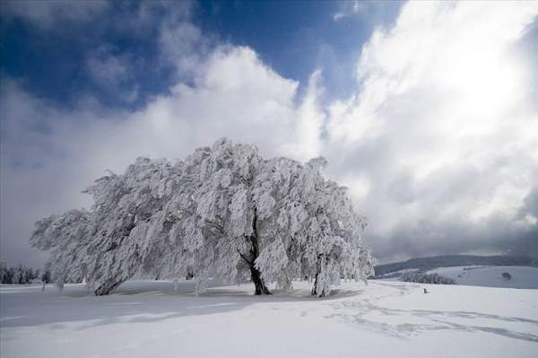 Shangrala's Mysterious Black Forest