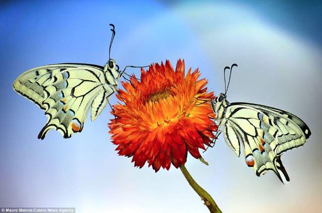 Shangrala's Butterflies And Flowers