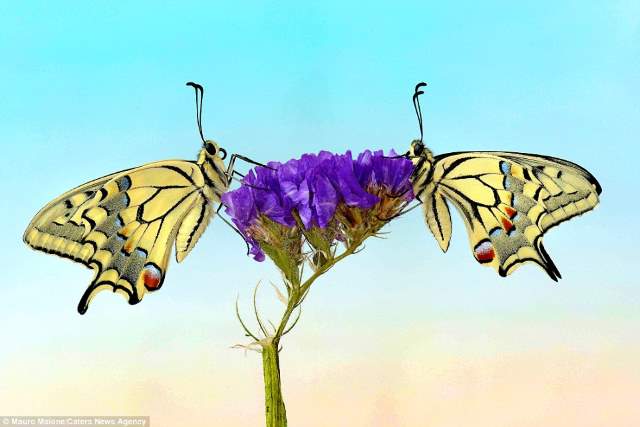 Shangrala's Butterflies And Flowers