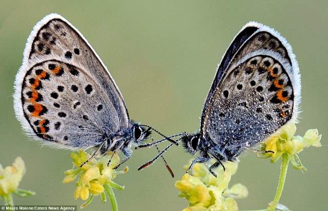 Shangrala's Butterflies And Flowers