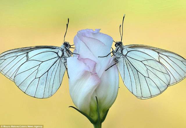 Shangrala's Butterflies And Flowers