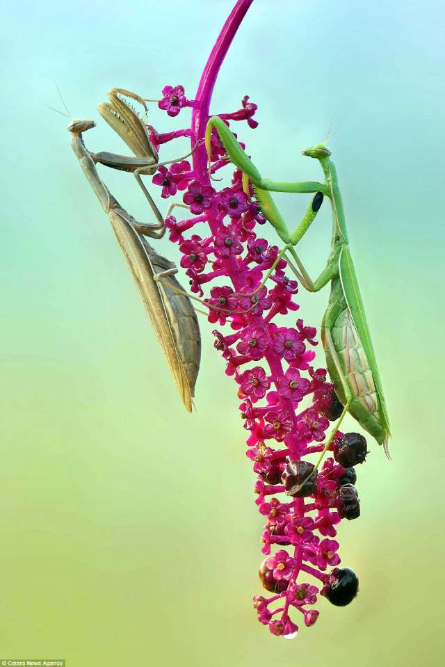 Shangrala's Butterflies And Flowers