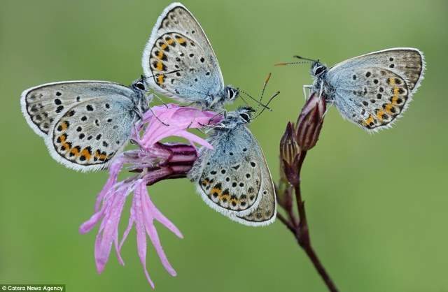 Shangrala's Butterflies And Flowers