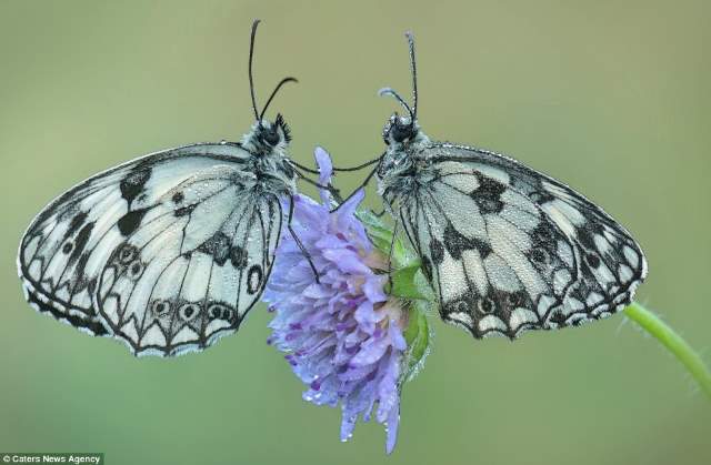 Shangrala's Butterflies And Flowers