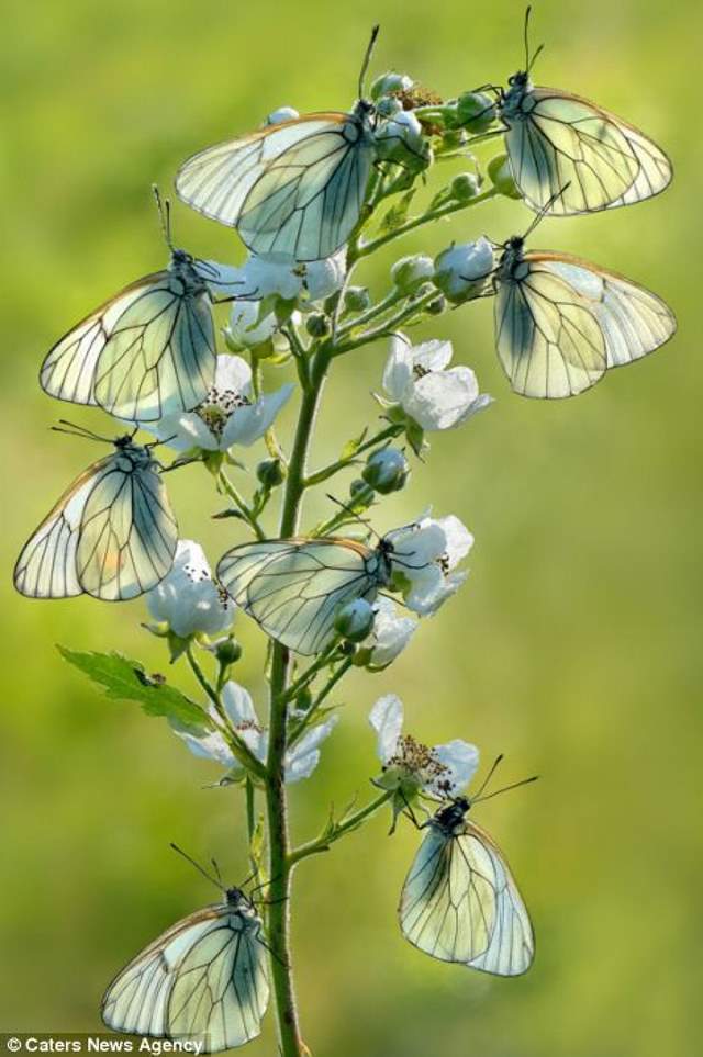 Shangrala's Butterflies And Flowers