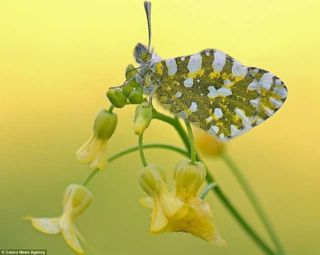 Shangrala's Butterflies And Flowers