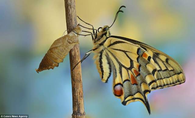 Shangrala's Butterflies And Flowers