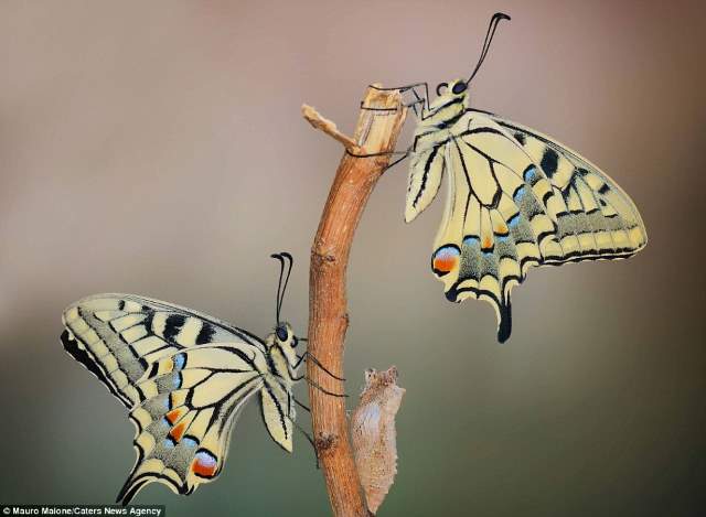 Shangrala's Butterflies And Flowers