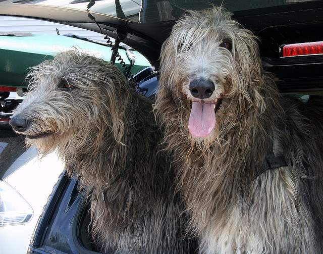 Shangrala's World's Largest Dogs