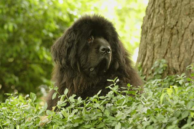 Shangrala's World's Largest Dogs