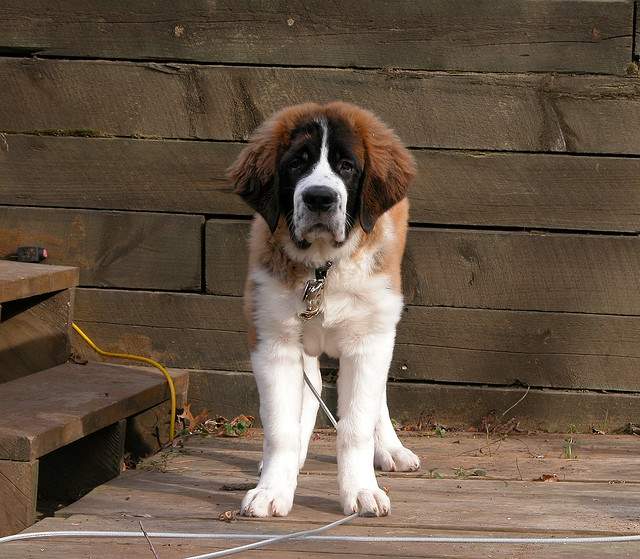 Shangrala's World's Largest Dogs