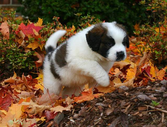 Shangrala's World's Largest Dogs