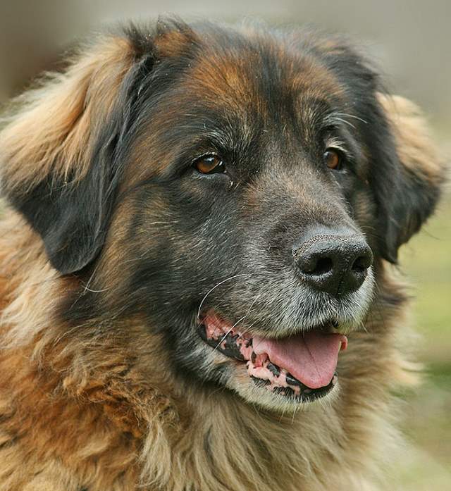 Shangrala's World's Largest Dogs