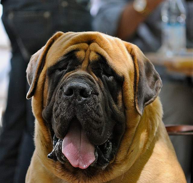 Shangrala's World's Largest Dogs