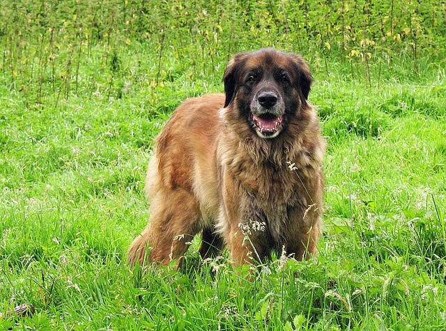 Shangrala's World's Largest Dogs