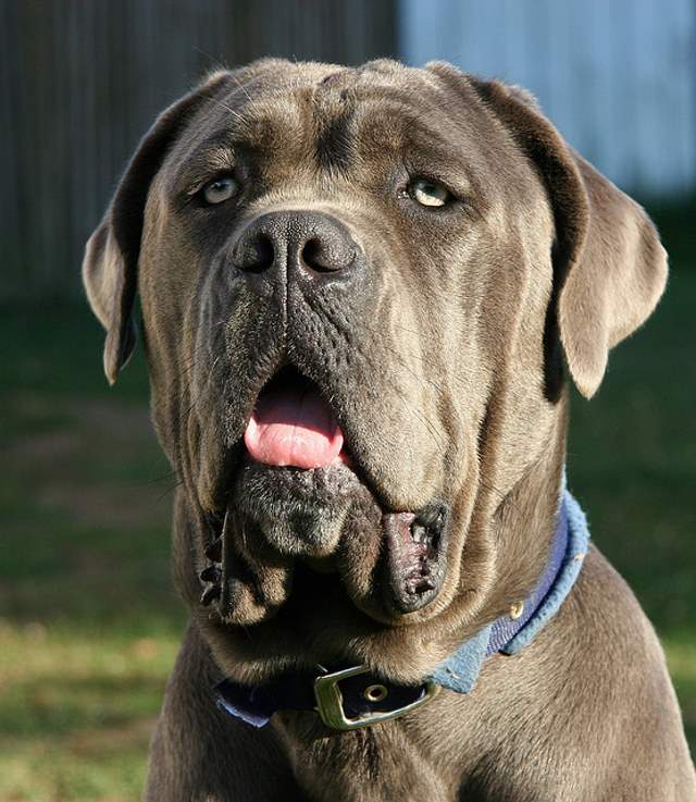 Shangrala's World's Largest Dogs