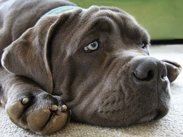 Shangrala's World's Largest Dogs