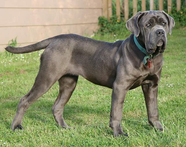 Shangrala's World's Largest Dogs