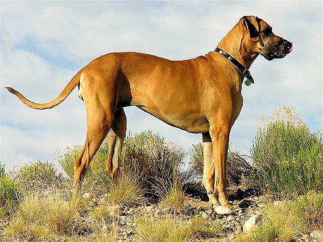 Shangrala's World's Largest Dogs