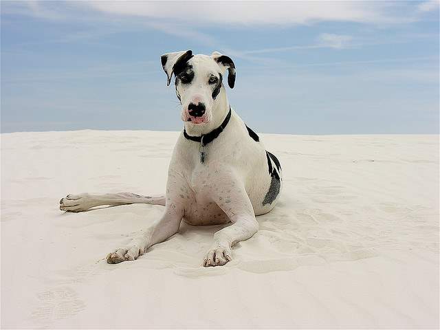 Shangrala's World's Largest Dogs