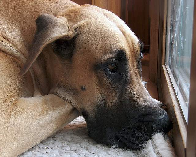 Shangrala's World's Largest Dogs