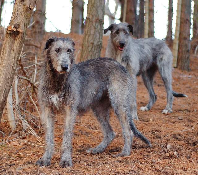 Shangrala's World's Largest Dogs