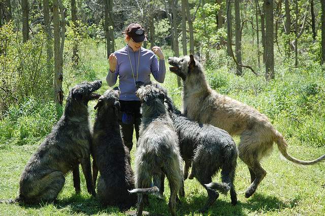 Shangrala's World's Largest Dogs