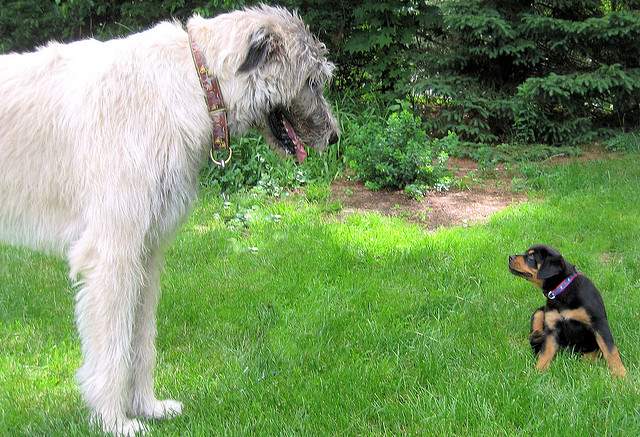 Shangrala's World's Largest Dogs