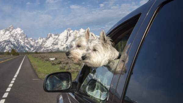 Shangrala's Doggy Road Trip