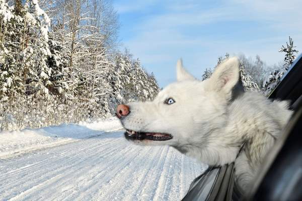 Shangrala's Doggy Road Trip